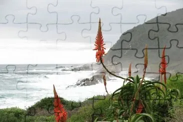 Orange pointy flowers by the sea, South Africa jigsaw puzzle