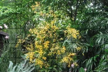 Yellow bush, Singapore