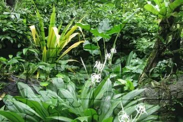 פאזל של Wispy white flowers among green, Singapore