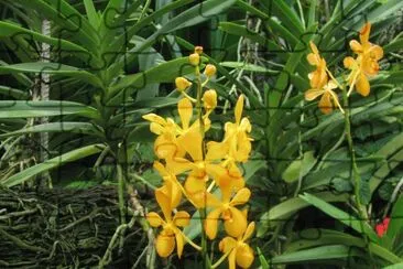 פאזל של Yellow orchids, Singapore