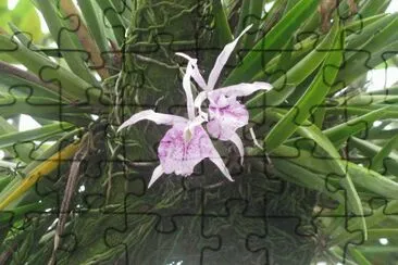 פאזל של White and purple orchid high in a tree, Singapore