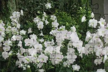 פאזל של White flowers, Singapore