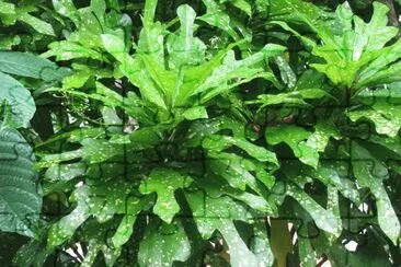 Speckled green leaves, Singapore