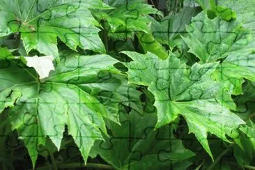 Starshaped green leaves, Singapore