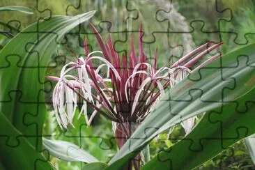 Burgundy and white firework flower, Singapore