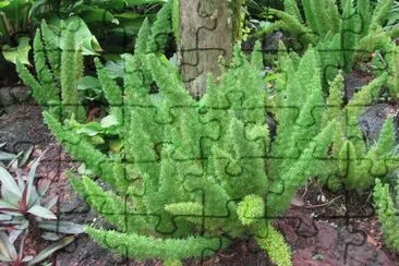 Green foxtails plants, Singapore