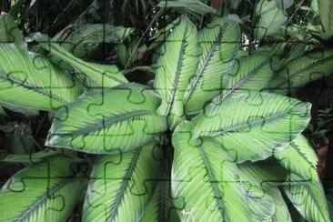 Green stripes plant, Singapore