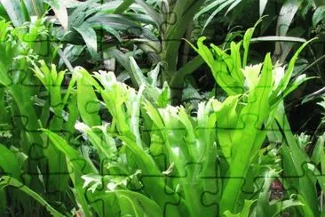 Sunlight on tall green leaves, Singapore