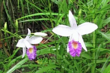 White and purple trumpet-like orchid, Singapore