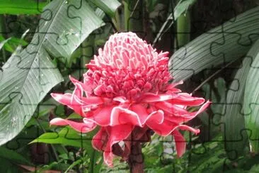 Red torch ginger plant, Singapore