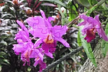 Bright purple orchid, Singapore