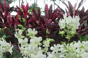 White orchids against burgundy plants, Singapore