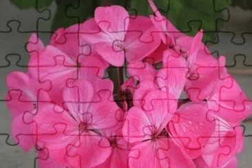 Pink hydrangea, Australia