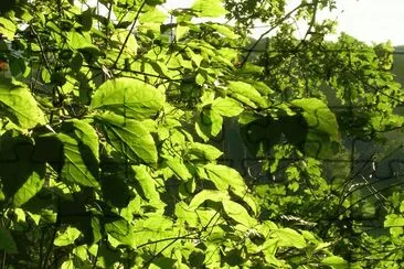 Sunlight through leaves, Germany