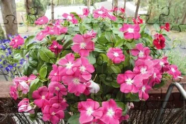 Pink flowers, Australia