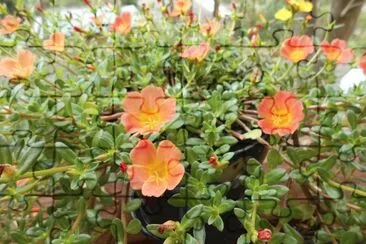 Orange flowers in a pot, Australia