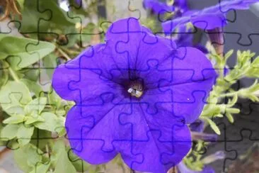 Purple begonia flower, Australia