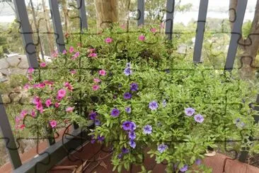 Small purple and pink flowers, Australia