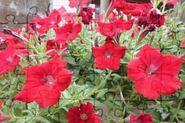 Red begonias, Australia