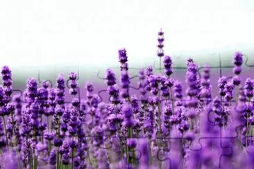 Lavanda jigsaw puzzle