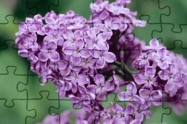 Lilas jigsaw puzzle