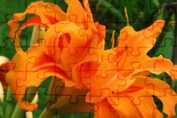 Lirio jigsaw puzzle