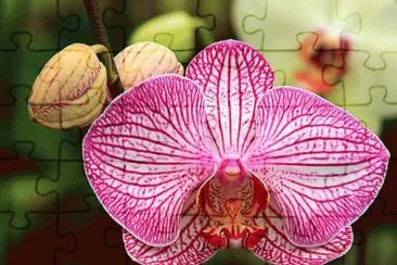 פאזל של Orquidea