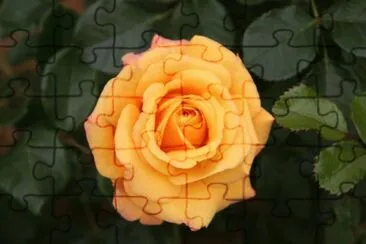 Rosa 3 jigsaw puzzle