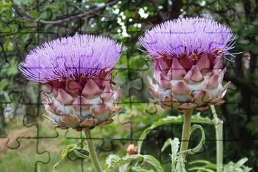 Pretty Artichoke Blooms with Purple Flowers jigsaw puzzle