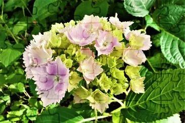 Hydrangea - jardin botanique Wellington jigsaw puzzle