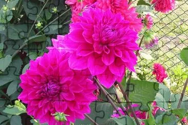 Hot pink dahlias, Varanasi, India