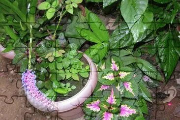 Green leaves, India