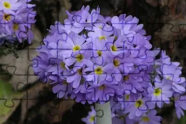 Blue and yellow flowers, Bhutan