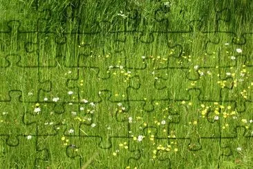 Wildflowers in the meadow, Gotland, Sweden