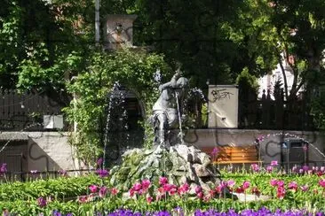 Tulips and fountain, Gotland, Sweden