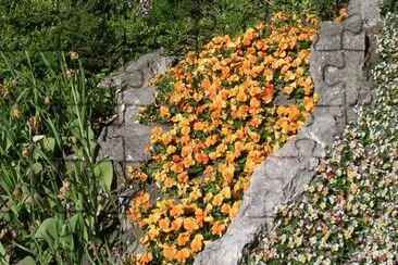 Orange and pale flower beds, Gotland