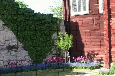 Ivy, pink tulips, blue flowers, red wall, Gotland