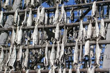 Fish drying, Lofoten, Norway