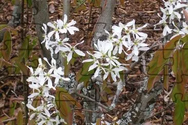 White blossoms, FlÃ¥m, Norway