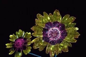 פאזל של Flor Coreopsis por Craig Burrows