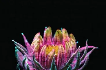 Flor Gaillardia por Craig Burrows jigsaw puzzle