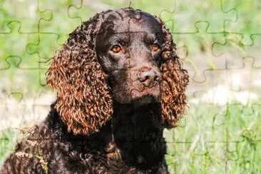 פאזל של american water spaniel