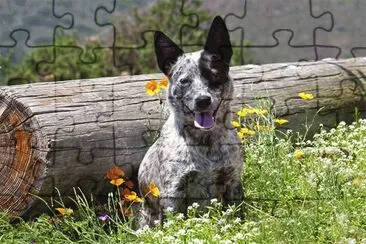 australian cattledog