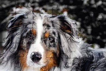 פאזל של australian shepherd