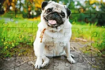 carlino jigsaw puzzle