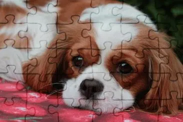 cavalier king jigsaw puzzle