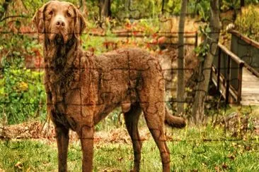 chesapeake bay retriver