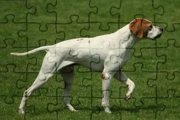 ANIMALES jigsaw puzzle