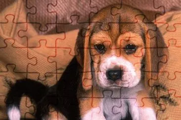 ANIMALES jigsaw puzzle