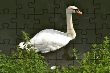 פאזל של cygne